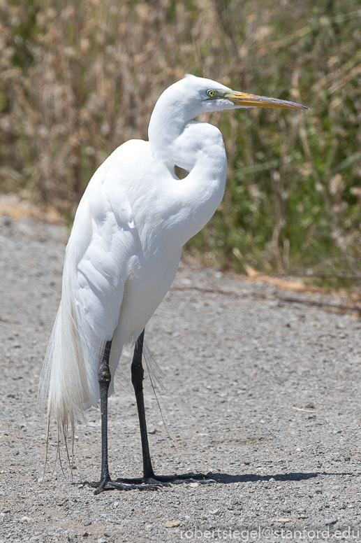 emily renzel wetlands